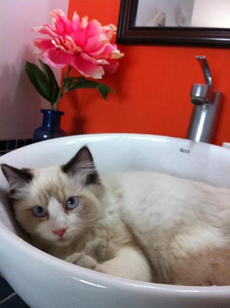尾巴粗的猫是什么猫