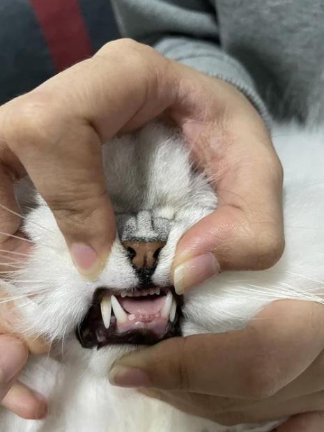 猫的牙齿有多尖