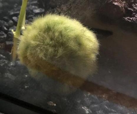 海藻球盐的使用方法