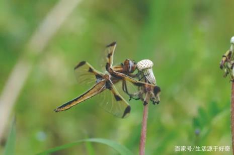 灭绝的害虫