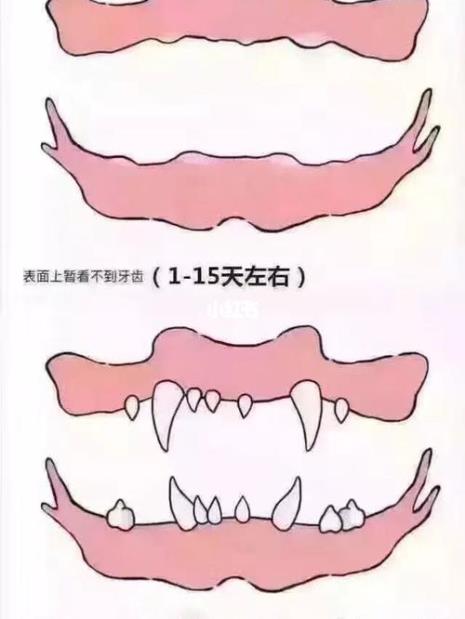如何从外表判断猫的年龄