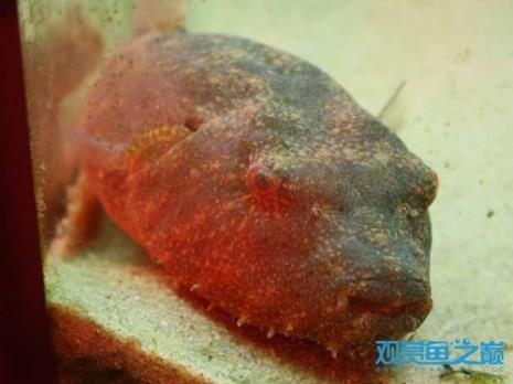 狗头鱼是国家保护动物吗