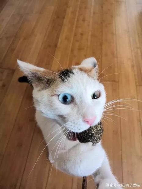 一年半的猫相当于几岁