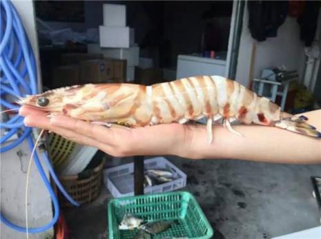 海鲜何时最肥美