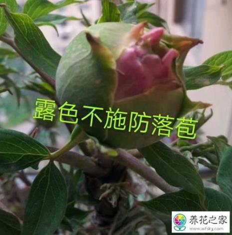 牡丹花苞要长多大才能看出颜色