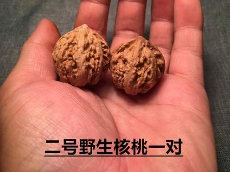 核桃手捻一般多大尺寸