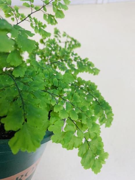 什么是铁线蕨花