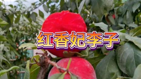 红香妃李子的味道怎么样