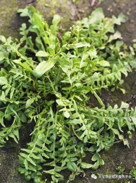 野生荠菜根可以种植吗
