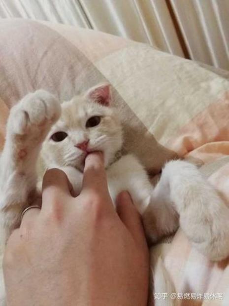 中华田园猫能剪指甲吗