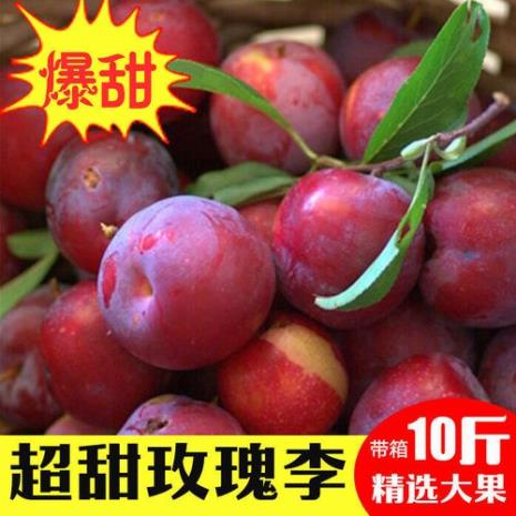 樱桃李哪里的品种好