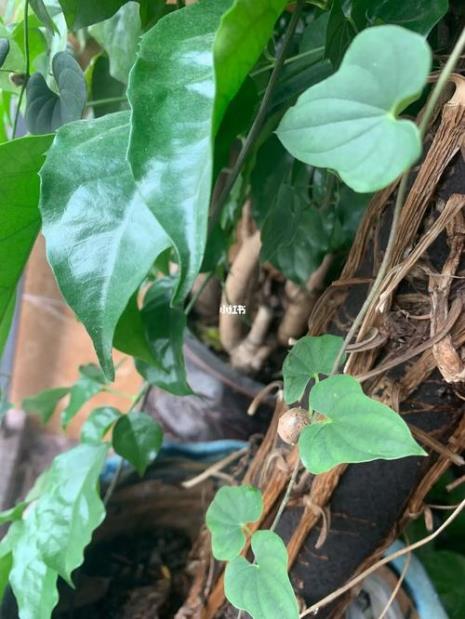 山药豆什么时候开花