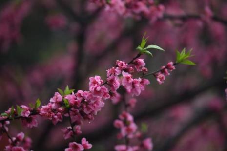 竹外桃花两三枝是什么生肖