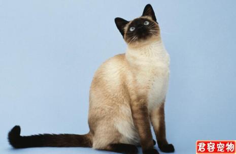1岁的暹逻猫标准体重是多少