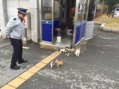 猫不见了可以找警察找吗