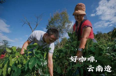 云南咖啡产地排名