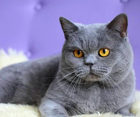 蓝色的猫是什么品种