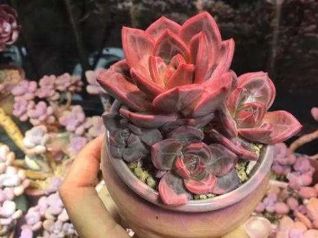 东云侧芽如何处理