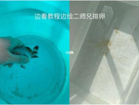 兰寿春苗好还是秋苗好