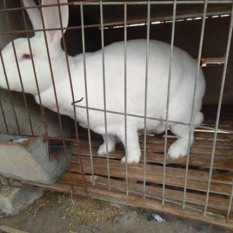 獭兔养殖前景怎么样