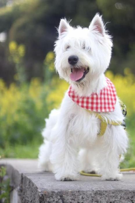 西高地犬是大型犬吗