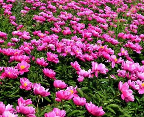 芍药花供佛的意思