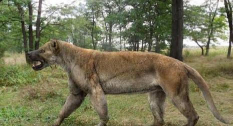 熊是猫科动物还是犬科动物