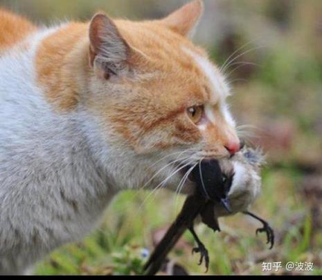 鸟猫介绍