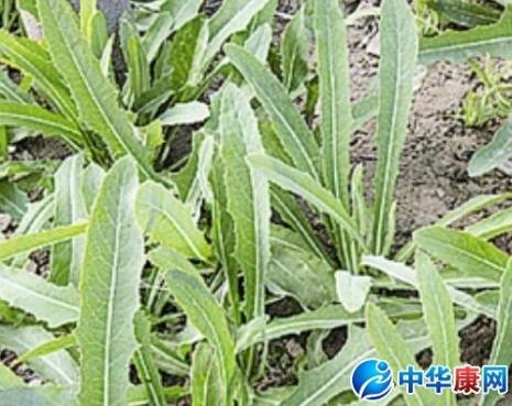 鹅菜种植效益