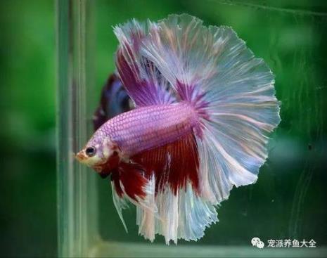 不同品种的母斗鱼能养在一起