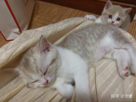中华田园猫与银渐层的区别