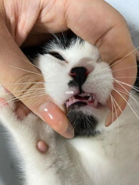 猫咪吃什么牙齿最好