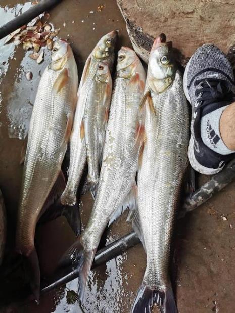 路亚小翘嘴用什么饵