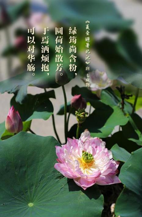 元稹夏至赏析