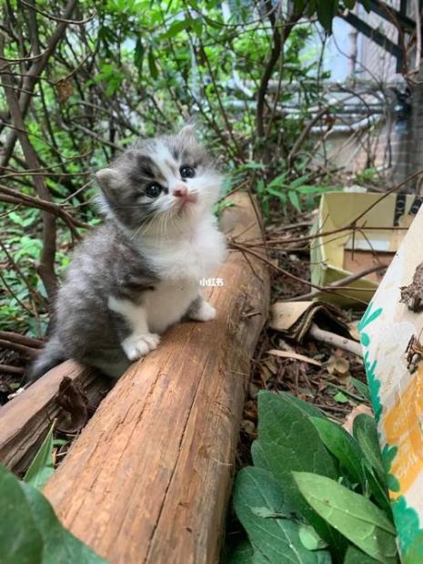猫的孩子阿衍扮演者