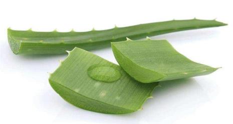 茯苓芦荟蜂蜜面膜的做法