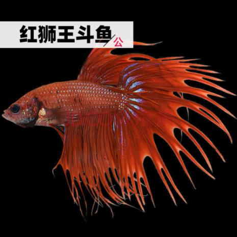 养斗鱼的10大忠告