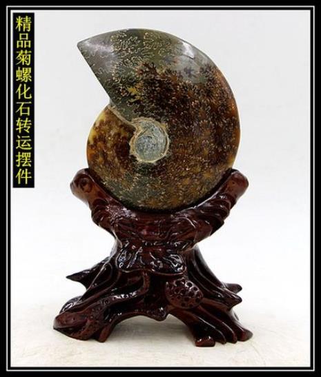 古旋菊螺化石为什么便宜