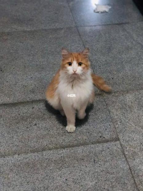 安琪拉是什么品种的猫