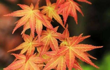 枫叶红于二月花全诗注音