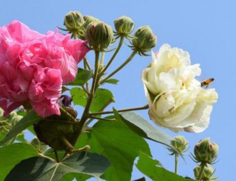 什么的芙蓉花填成语