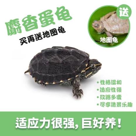 麝香龟会咬龟苗吗
