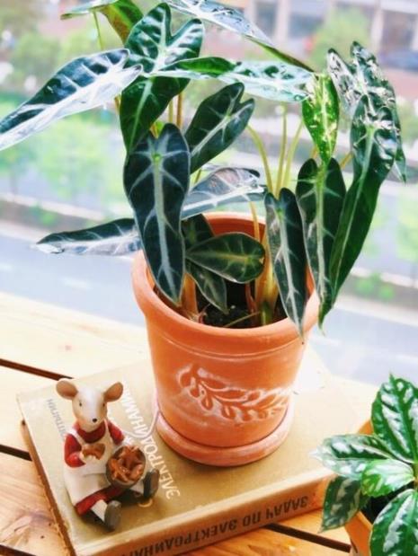 植物小仙女怎么养
