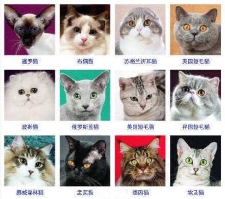 大型猫的品种