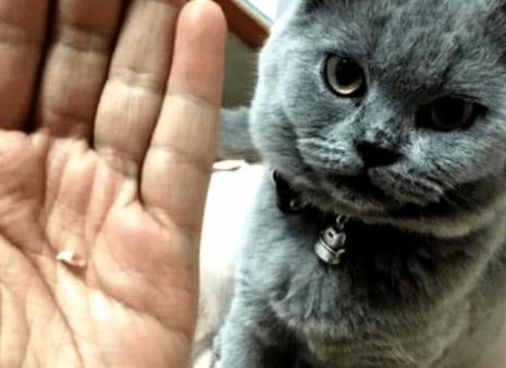 为什么在猫面前笑就会被咬