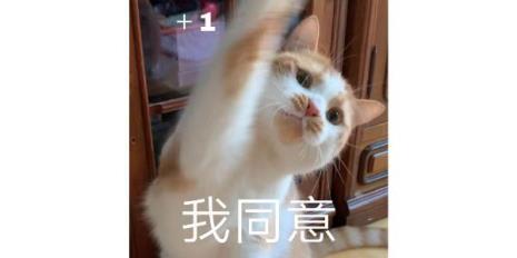 猫咪耳朵如何清理