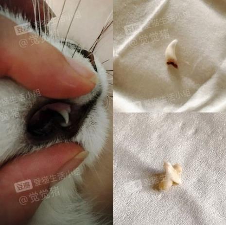 猫牙的好处和坏处