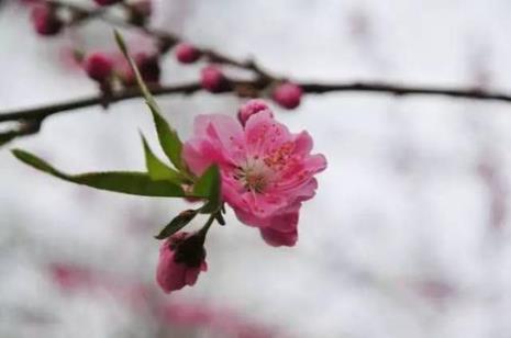 朋友圈发桃花代表什么含义