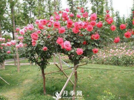 为什么植树种花草