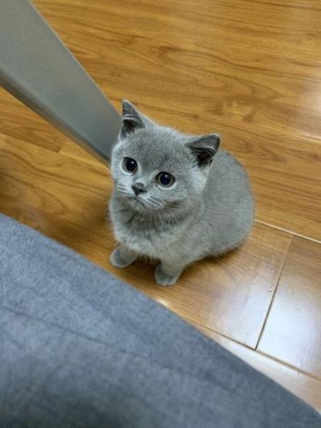 2个月的蓝猫长啥样